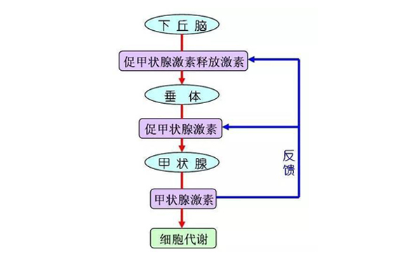 碘元素与甲状腺的爱恨情仇